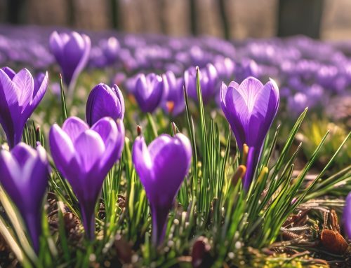 MEDLEMSINFO APRIL 2026